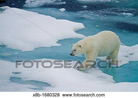 Adult female polar bear Ursus maritimus walking on multi-year ice floes in Franz Josef Land, Russia, Arctic Ocean View Large Photo Image Stock Photo - Adult female polar bear Ursus maritimus walking on multi-year ice floes in Franz Josef Land, Russia, Arctic Ocean. Fotosearch