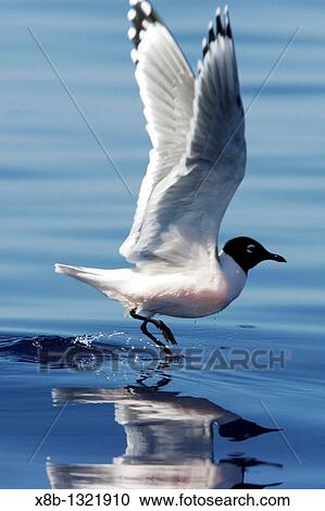 Stock Image - Adult Franklin's Gull Larus pipixcan taking flight in the AuAu Channel, Maui, Hawaii Pacific Ocean. Fotosearch