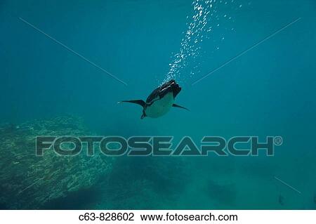 Stock Image - Adult Galapagos penguin Spheniscus mendiculus foraging underwater on small baitfish in the Galapagos Island Group, Ecuador This is the only species of penguin in the northern hemisphere and is endemic to the Galapagos Island archipelago, Ecuador only. Fotosearch