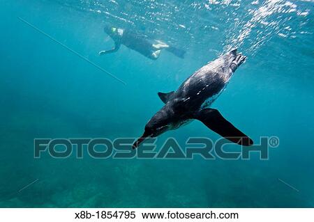 Adult Galapagos penguin Spheniscus mendiculus foraging underwater with snorkeler on Bartolome Island in the Galapagos Island Archipelago, Ecuador View Large Photo Image Stock Photography - Adult Galapagos penguin Spheniscus mendiculus foraging underwater with snorkeler on Bartolome Island in the Galapagos Island Archipelago, Ecuador. Fotosearch