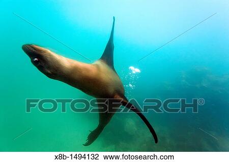 Adult Galapagos sea lion Zalophus wollebaeki underwater in the Galapagos Island Archipelago, Ecuador View Large Photo Image Stock Image - Adult Galapagos sea lion Zalophus wollebaeki underwater in the Galapagos Island Archipelago, Ecuador. Fotosearch
