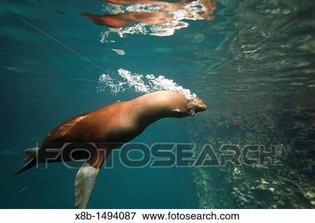 Adult Galapagos sea lion Zalophus wollebaeki underwater in the Galapagos Island Archipelago, Ecuador View Large Photo Image Stock Photo - Adult Galapagos sea lion Zalophus wollebaeki underwater in the Galapagos Island Archipelago, Ecuador. Fotosearch