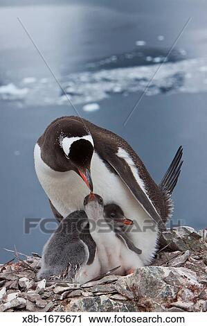 Adult gentoo penguin Pygoscelis papua feeding chicks in Antarctica View Large Photo Image Stock Image - Adult gentoo penguin Pygoscelis papua feeding chicks in Antarctica. Fotosearch