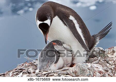 Adult gentoo penguin Pygoscelis papua feeding chicks in Antarctica View Large Photo Image Stock Photo - Adult gentoo penguin Pygoscelis papua feeding chicks in Antarctica. Fotosearch