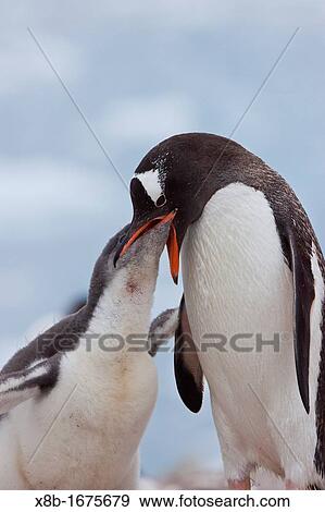 Adult gentoo penguin Pygoscelis papua feeding chick in Antarctica View Large Photo Image Stock Photo - Adult gentoo penguin Pygoscelis papua feeding chick in Antarctica. Fotosearch
