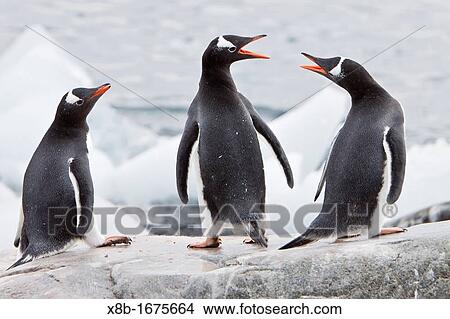 Adult gentoo penguins Pygoscelis papua on ice in Antarctica View Large Photo Image Picture - Adult gentoo penguins Pygoscelis papua on ice in Antarctica. Fotosearch