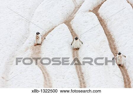 Adult gentoo penguins Pygoscelis papua going and returning from sea to feed along well-worn? penguin highways? carved into the snow and ice in Neko Harbour in Andvord Bay, Antarctica View Large Photo Image Stock Image - Adult gentoo penguins Pygoscelis papua going and returning from sea to feed along well-worn? penguin highways? carved into the snow and ice in Neko Harbour in Andvord Bay, Antarctica. Fotosearch