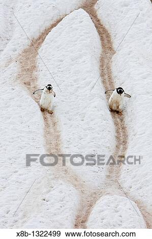 Stock Photo - Adult gentoo penguins Pygoscelis papua going and returning from sea to feed along well-worn? penguin highways? carved into the snow and ice in Neko Harbour in Andvord Bay, Antarctica. Fotosearch