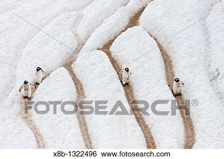 Stock Photograph - Adult gentoo penguins Pygoscelis papua going and returning from sea to feed along well-worn? penguin highways? carved into the snow and ice in Neko Harbour in Andvord Bay, Antarctica. Fotosearch