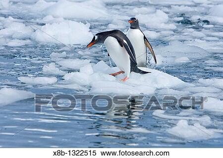 Stock Photography - Adult gentoo penguins Pygoscelis papua swimming and playing on small growlers in Neko Harbour in Andvord Bay, Antarctica. Fotosearch