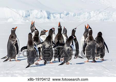 Adult gentoo penguins (Pygoscelis papua) on fast ice near the Enterprise Islands, Antarctica, Southern Ocean. View Large Photo Image Stock Image - Adult gentoo penguins (Pygoscelis papua) on fast ice near the Enterprise Islands, Antarctica, Southern Ocean.. Fotosearch
