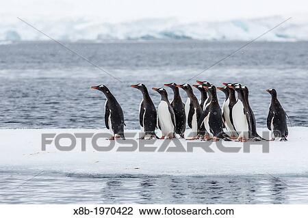 Adult gentoo penguins (Pygoscelis papua) having seen a leopard seal at the edge of their ice floe in Port Lockroy, Antarctica, Southern Ocean. View Large Photo Image Stock Image - Adult gentoo penguins (Pygoscelis papua) having seen a leopard seal at the edge of their ice floe in Port Lockroy, Antarctica, Southern Ocean.. Fotosearch