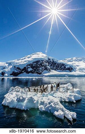Adult gentoo penguins (Pygoscelis papua) on ice in Neko Harbour, Antarctica, Southern Ocean. View Large Photo Image Stock Photograph - Adult gentoo penguins (Pygoscelis papua) on ice in Neko Harbour, Antarctica, Southern Ocean.. Fotosearch