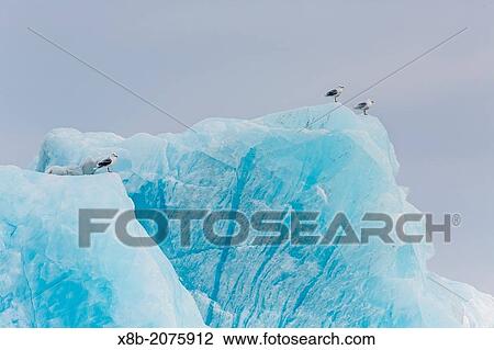 Adult glaucous gulls, Larus hyperboreus, on calved iceberg at Monacobreen, Spitsbergen, Svalbard, Norway. View Large Photo Image Stock Image - Adult glaucous gulls, Larus hyperboreus, on calved iceberg at Monacobreen, Spitsbergen, Svalbard, Norway.. Fotosearch
