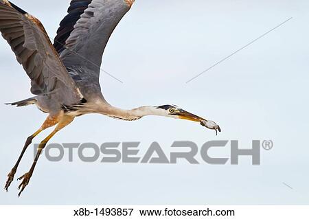 Adult great blue heron Ardea herodias cognata feeding on green sea turtle Chelonia mydas hatchlings at Las Bachas, Santa Cruz Island in the Galapagos Island Archipelago, Ecuador View Large Photo Image Stock Photo - Adult great blue heron Ardea herodias cognata feeding on green sea turtle Chelonia mydas hatchlings at Las Bachas, Santa Cruz Island in the Galapagos Island Archipelago, Ecuador. Fotosearch