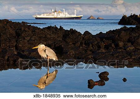 Adult great blue heron Ardea herodias cognata feeding in the tide pools with the National Geographic Endeavour behind at Cerro Dragon on Santa Cruz Island in the Galapagos Island Archipelago, Ecuador View Large Photo Image Stock Photography - Adult great blue heron Ardea herodias cognata feeding in the tide pools with the National Geographic Endeavour behind at Cerro Dragon on Santa Cruz Island in the Galapagos Island Archipelago, Ecuador. Fotosearch