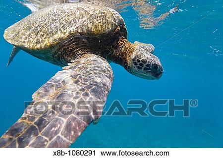 Adult green sea turtle Chelonia mydas in the protected marine sanctuary at Honolua Bay on the northwest side of the island of Maui, Hawaii, USA View Large Photo Image Stock Image - Adult green sea turtle Chelonia mydas in the protected marine sanctuary at Honolua Bay on the northwest side of the island of Maui, Hawaii, USA. Fotosearch