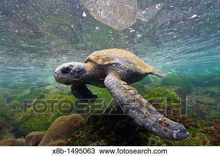 Adult green sea turtle Chelonia mydas agassizii underwater off the west side of Isabela Island in the Galapagos Island Archipelago, Ecuador View Large Photo Image Stock Image - Adult green sea turtle Chelonia mydas agassizii underwater off the west side of Isabela Island in the Galapagos Island Archipelago, Ecuador. Fotosearch