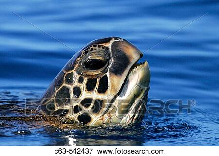 Adult Green Sea Turtle (Chelonia mydas) surfacing (head detail) off the coast of Maui, Hawaii, USA. Paific Ocean. View Large Photo Image Stock Photo - Adult Green Sea Turtle (Chelonia mydas) surfacing (head detail) off the coast of Maui, Hawaii, USA. Paific Ocean.. Fotosearch