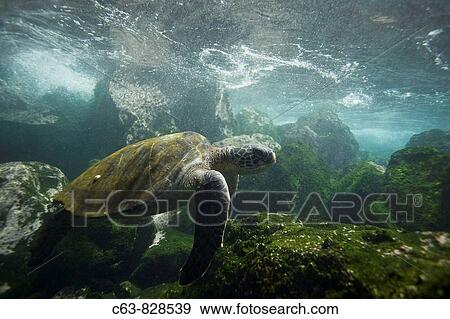 Stock Photo - Adult green sea turtle Chelonia mydas agassizii underwater off the west side of Isabela Island in the waters surrounding the Galapagos Island Archipelago, Ecuador Pacific Ocean. Fotosearch