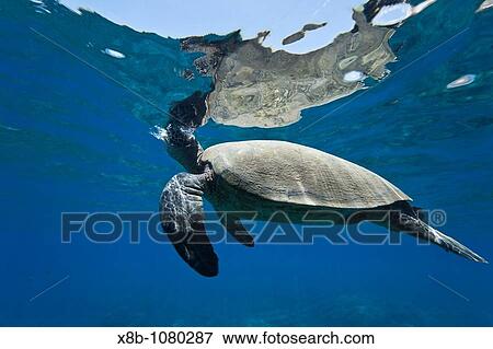 Stock Photo - Adult green sea turtle Chelonia mydas in the protected marine sanctuary at Honolua Bay on the northwest side of the island of Maui, Hawaii, USA. Fotosearch