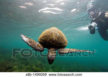 Adult green sea turtle Chelonia mydas agassizii underwater off the west side of Isabela Island in the Galapagos Island Archipelago, Ecuador View Large Photo Image Stock Photo - Adult green sea turtle Chelonia mydas agassizii underwater off the west side of Isabela Island in the Galapagos Island Archipelago, Ecuador. Fotosearch
