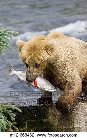 Adult Grizzly Bear catches a Salmon at Brooks Falls, Alaska, USA View Large Photo Image Stock Image - Adult Grizzly Bear catches a Salmon at Brooks Falls, Alaska, USA. Fotosearch