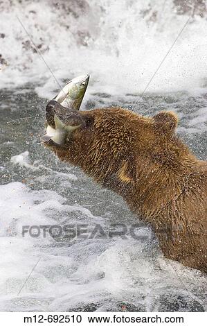 Adult Grizzly Bear catches a Salmon at Brooks Falls, Alaska, USA View Large Photo Image Stock Image - Adult Grizzly Bear catches a Salmon at Brooks Falls, Alaska, USA. Fotosearch