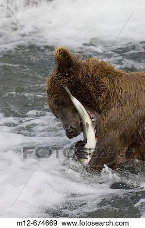 Adult Grizzly Bear catches a Salmon at Brooks Falls - Alaska, USA View Large Photo Image Stock Photo - Adult Grizzly Bear catches a Salmon at Brooks Falls - Alaska, USA. Fotosearch