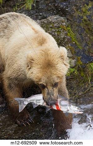 Adult Grizzly Bear catches a Salmon at Brooks Falls, Alaska, USA View Large Photo Image Stock Photo - Adult Grizzly Bear catches a Salmon at Brooks Falls, Alaska, USA. Fotosearch