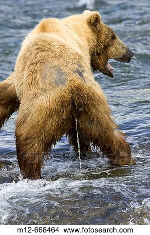 Adult Grizzly Bear urinates into Brooks River, Alaska, USA View Large Photo Image Picture - Adult Grizzly Bear urinates into Brooks River, Alaska, USA. Fotosearch