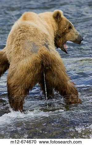 Adult Grizzly Bear urinates into Brooks River - Alaska, USA View Large Photo Image Stock Image - Adult Grizzly Bear urinates into Brooks River - Alaska, USA. Fotosearch