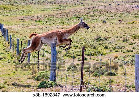 Stock Photo - Adult guanaco jumping fence, Lama guanicoe, Torres del Paine National Park, Patagonia, Chile. Fotosearch