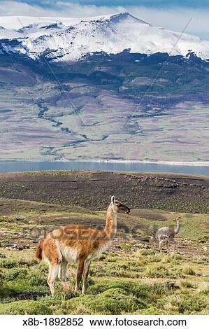 Adult guanaco Lama guanicoe foraging near an adult lesser rhea Pterocnemia pennata in Torres del Paine National Park, Patagonia, Chile View Large Photo Image Stock Image - Adult guanaco Lama guanicoe foraging near an adult lesser rhea Pterocnemia pennata in Torres del Paine National Park, Patagonia, Chile. Fotosearch