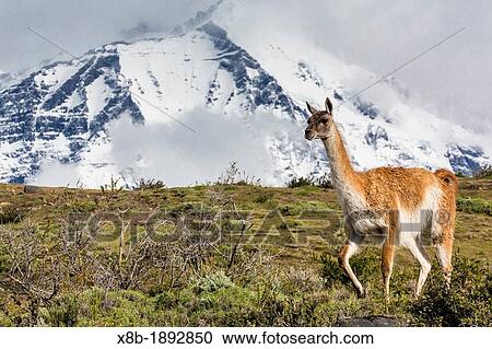 Adult guanaco Lama guanicoe in Torres del Paine National Park, Patagonia, Chile View Large Photo Image Stock Image - Adult guanaco Lama guanicoe in Torres del Paine National Park, Patagonia, Chile. Fotosearch