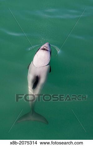 Picture - Adult Hector's dolphin, Cephalorhynchus hectori, near Akaroa, South Island, New Zealand.. Fotosearch