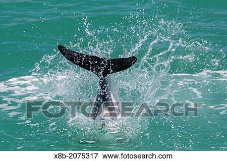 Stock Photo - Adult Hector's dolphin, Cephalorhynchus hectori, leaping near Akaroa, South Island, New Zealand.. Fotosearch