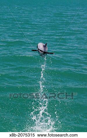 Adult Hector's dolphin, Cephalorhynchus hectori, leaping near Akaroa, South Island, New Zealand. View Large Photo Image Stock Photography - Adult Hector's dolphin, Cephalorhynchus hectori, leaping near Akaroa, South Island, New Zealand.. Fotosearch