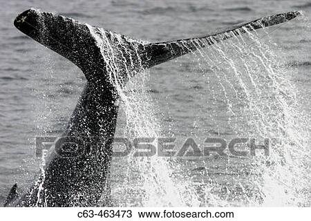 Adult Humpback Whale (Megaptera novaeangliae) tail-lobbing in Southeast Alaska, USA. View Large Photo Image Stock Image - Adult Humpback Whale (Megaptera novaeangliae) tail-lobbing in Southeast Alaska, USA.. Fotosearch