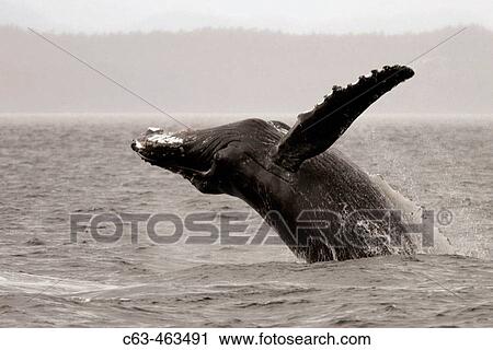 Stock Image - Adult Humpback Whale (Megaptera novaeangliae) breaching in Southeast Alaska, USA.. Fotosearch