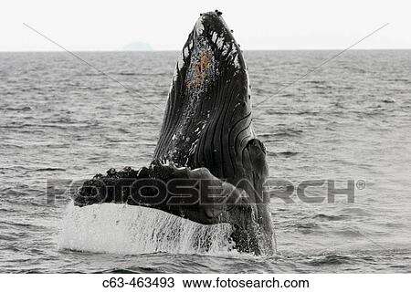 Stock Image - Adult Humpback Whale (Megaptera novaeangliae) breaching in Southeast Alaska, USA.. Fotosearch