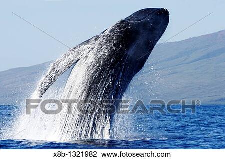 Adult humpback Whale Megaptera novaeangliae breaching near Mala Wharf in the AuAu Channel, Maui, Hawaii, USA Pacific Ocean View Large Photo Image Stock Image - Adult humpback Whale Megaptera novaeangliae breaching near Mala Wharf in the AuAu Channel, Maui, Hawaii, USA Pacific Ocean. Fotosearch