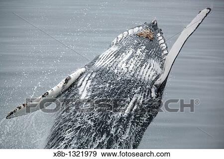 Adult humpback whale Megaptera novaeangliae breaching in Dallmann Bay near the Antarctic Peninsula View Large Photo Image Stock Photo - Adult humpback whale Megaptera novaeangliae breaching in Dallmann Bay near the Antarctic Peninsula. Fotosearch