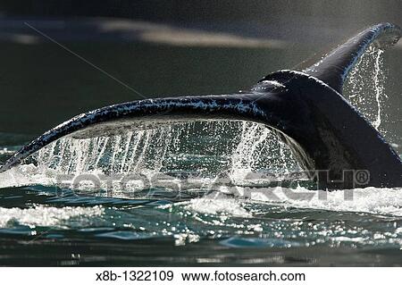 Adult humpback whale Megaptera novaeangliae fluke-up dive in the middle of a group of bubble-net feeding humpback whales Chatham Strait in Southestern Alaska, USA Pacific Ocean View Large Photo Image Stock Photo - Adult humpback whale Megaptera novaeangliae fluke-up dive in the middle of a group of bubble-net feeding humpback whales Chatham Strait in Southestern Alaska, USA Pacific Ocean. Fotosearch