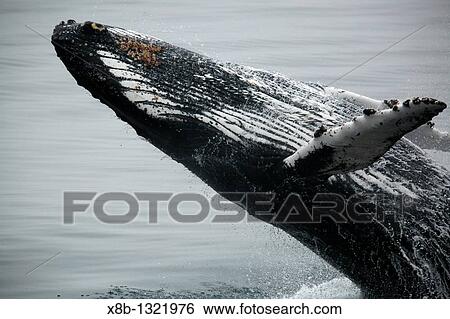 Adult humpback whale Megaptera novaeangliae breaching in Dallmann Bay near the Antarctic Peninsula View Large Photo Image Stock Photograph - Adult humpback whale Megaptera novaeangliae breaching in Dallmann Bay near the Antarctic Peninsula. Fotosearch