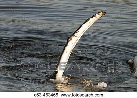 Adult Humpback Whale (Megaptera novaeangliae) with pectoral fin in the air in Southeast Alaska, USA. View Large Photo Image Stock Photography - Adult Humpback Whale (Megaptera novaeangliae) with pectoral fin in the air in Southeast Alaska, USA.. Fotosearch
