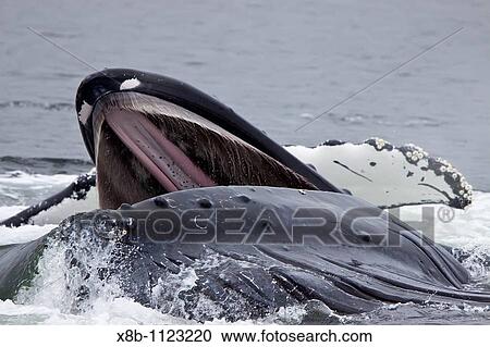 Adult humpback whales Megaptera novaeangliae co-operatively? bubble-net? feeding along the west side of Chatham Strait in Southeast Alaska, USA Pacific Ocean View Large Photo Image Stock Image - Adult humpback whales Megaptera novaeangliae co-operatively? bubble-net? feeding along the west side of Chatham Strait in Southeast Alaska, USA Pacific Ocean. Fotosearch