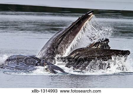 Stock Image - Adult humpback whales Megaptera novaeangliae co-operatively? bubble-net? feeding along the west side of Chatham Strait in Southeast Alaska, USA Pacific Ocean. Fotosearch