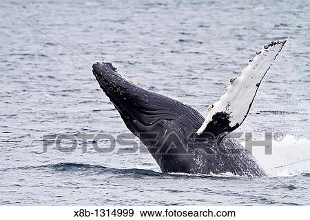 Adult humpback whales Megaptera novaeangliae co-operatively? bubble-net? feeding along the west side of Chatham Strait in Southeast Alaska, USA Pacific Ocean View Large Photo Image Stock Photo - Adult humpback whales Megaptera novaeangliae co-operatively? bubble-net? feeding along the west side of Chatham Strait in Southeast Alaska, USA Pacific Ocean. Fotosearch