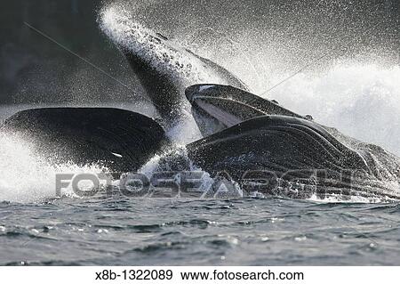 Adult Humpback Whales Megaptera novaeangliae cooperative bubble-net feeding for herring in Iyoukeen Bay, Chichagof Island, Southeast Alaska View Large Photo Image Stock Photo - Adult Humpback Whales Megaptera novaeangliae cooperative bubble-net feeding for herring in Iyoukeen Bay, Chichagof Island, Southeast Alaska. Fotosearch